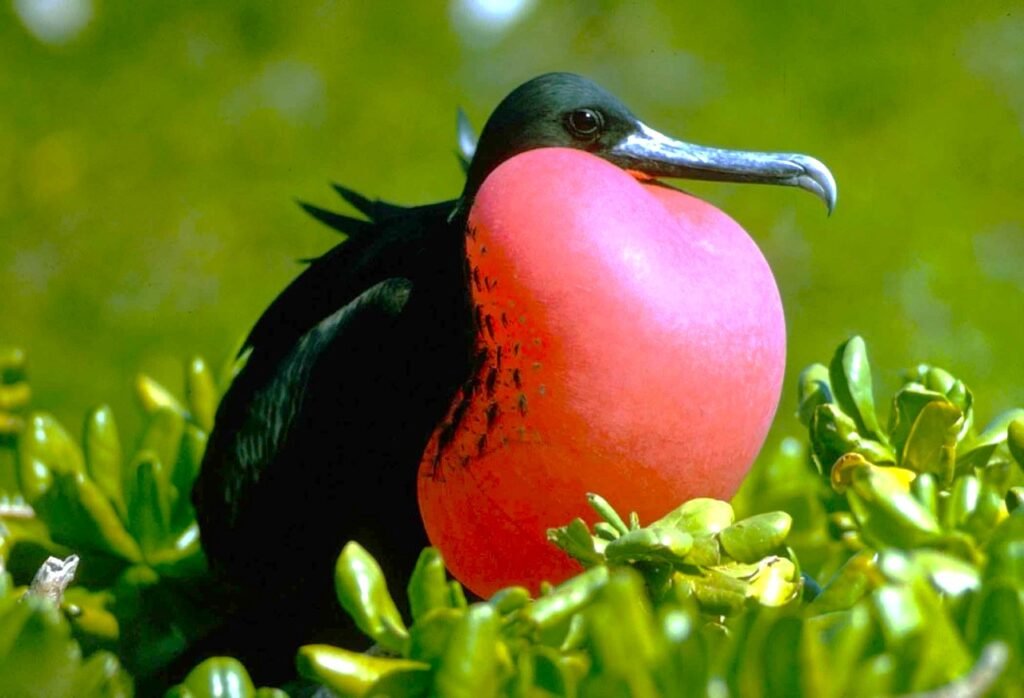 Pájaros fragata galapagos