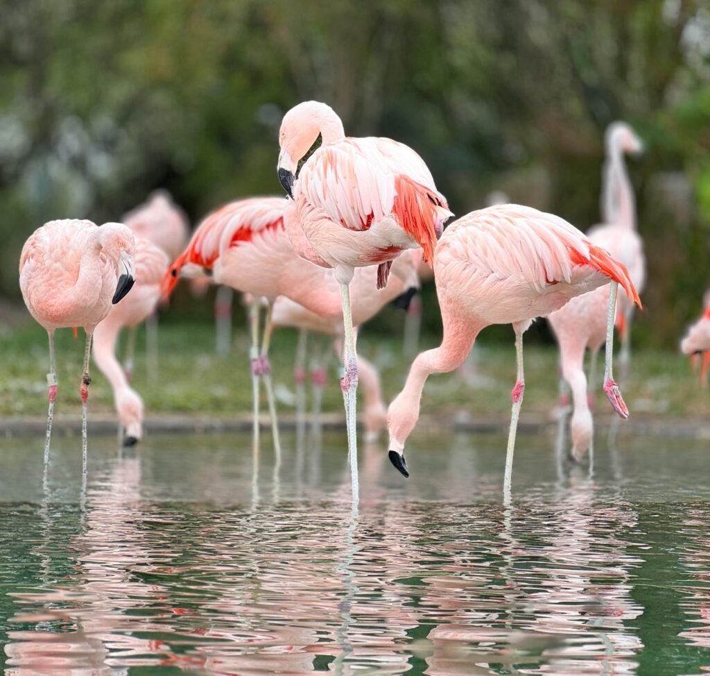 Los flamencos galapagos