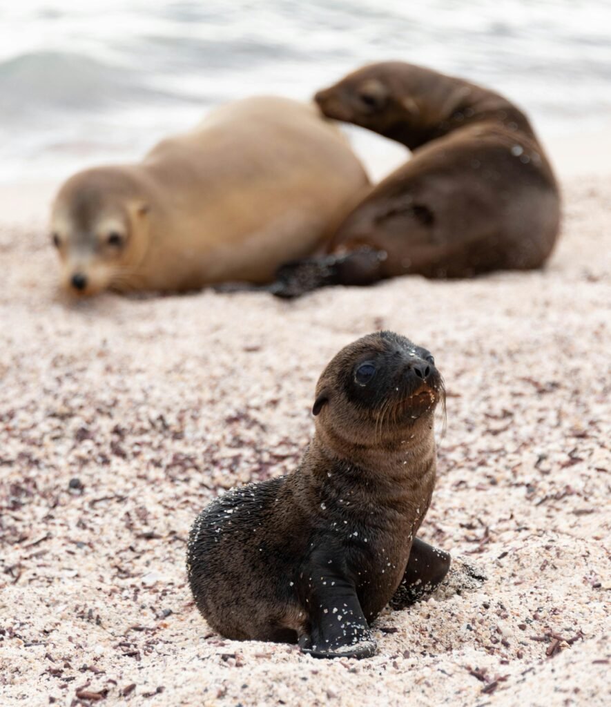 Leones marinos galapagos